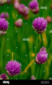 Attēlu rezultāti vaicājumam “Allium schoenoprasum fruit”