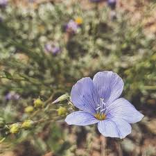 Attēlu rezultāti vaicājumam “Linaceae”