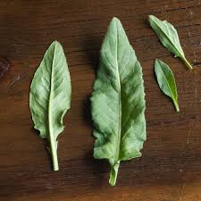 Attēlu rezultāti vaicājumam “Hesperis matronalis leaf”