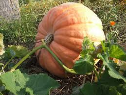 Image result for Kürbis