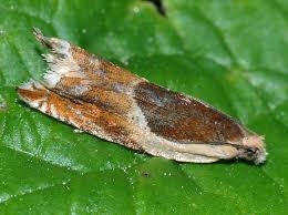 Attēlu rezultāti vaicājumam “Ancylis badiana”