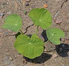 Image result for Tropaeolum minus