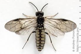 Attēlu rezultāti vaicājumam “Epirranthis diversata upperside”