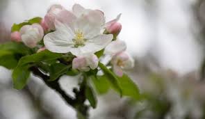 Attēlu rezultāti vaicājumam “Malus domestica flower”