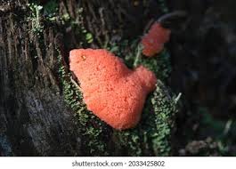 Attēlu rezultāti vaicājumam “Tubifera ferruginosa (subsp. ferruginosa) macro”