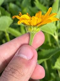 Image result for Heliopsis scabra