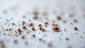 Image result for insect poop