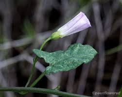 Attēlu rezultāti vaicājumam “Convolvulus arvensis flower”