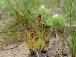 Attēlu rezultāti vaicājumam “Juncus bulbosus fruit”