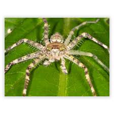 Attēlu rezultāti vaicājumam “Sparassidae”