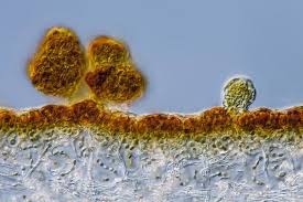 Attēlu rezultāti vaicājumam “Leptogium saturninum”