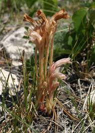 Attēlu rezultāti vaicājumam “Orobanche reticulata flower”
