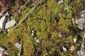 Attēlu rezultāti vaicājumam “Tortella inclinata”