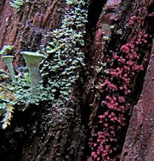 Attēlu rezultāti vaicājumam “Cribraria costata stalked”