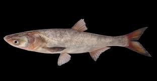 Image result for Hypophthalmichthys molitrix