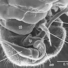 Attēlu rezultāti vaicājumam “Planaphrodes sp.”