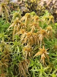 Attēlu rezultāti vaicājumam “Sphagnum angustifolium”