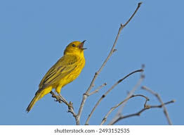 Image result for Dendroica petechia