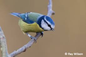 Attēlu rezultāti vaicājumam “Cyanistes caeruleus adult”