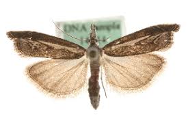 Attēlu rezultāti vaicājumam “Platytes alpinella”