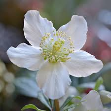 Image result for Christrose