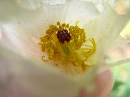 Attēlu rezultāti vaicājumam “Papaver argemone bud”