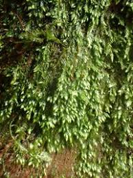 Attēlu rezultāti vaicājumam “Taxiphyllum wissgrillii”