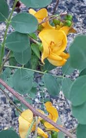 Image result for Colutea x media (arborescens x orientalis)