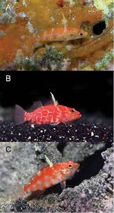 Attēlu rezultāti vaicājumam “Petractis sp.”