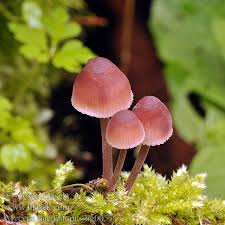 Attēlu rezultāti vaicājumam “Mycena haematopus”