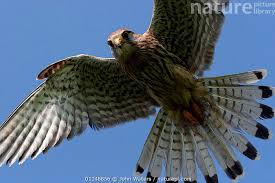 Attēlu rezultāti vaicājumam “Falco tinnunculus adult”