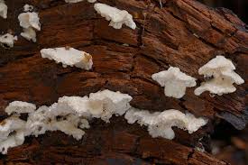 Attēlu rezultāti vaicājumam “Postia floriformis”