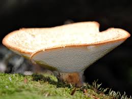 Attēlu rezultāti vaicājumam “Polyporus tuberaster”