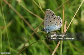 Attēlu rezultāti vaicājumam “Phengaris arion”