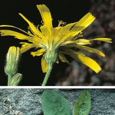 Attēlu rezultāti vaicājumam “Hieracium murorum bud”