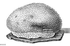 Attēlu rezultāti vaicājumam “Spongia”