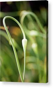 Attēlu rezultāti vaicājumam “Allium sativum bud”