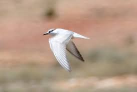 Attēlu rezultāti vaicājumam “Chlidonias hybrida adult”