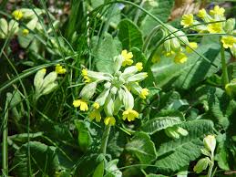 Image result for Primula veris