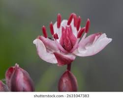 Attēlu rezultāti vaicājumam “Butomaceae”