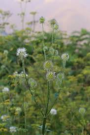Image result for Dipsacus pilosus