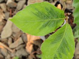Attēlu rezultāti vaicājumam “Fagus sylvatica leaf”