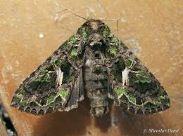 Attēlu rezultāti vaicājumam “Trachea atriplicis”