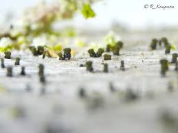 Attēlu rezultāti vaicājumam “Microcalicium disseminatum”