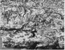 Attēlu rezultāti vaicājumam “Sclerophora coniophaea”