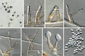 Attēlu rezultāti vaicājumam “Phleogena faginea sessile”