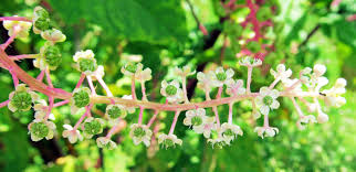 Attēlu rezultāti vaicājumam “Phytolaccaceae”