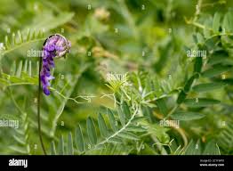 Attēlu rezultāti vaicājumam “Vicia cracca leaf”