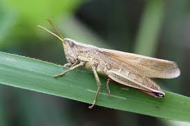 Attēlu rezultāti vaicājumam “Chrysochraon dispar”