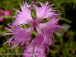 Image result for Dianthus superbus